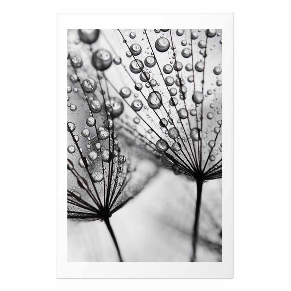 Poster - Macro Dew