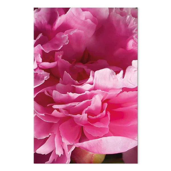 Quadro - Blossom of Beauty (1-part) - Pink Peony Flower Embraced by Nature