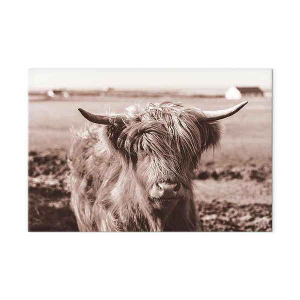 Quadro - A Scottish Cow in Sepia