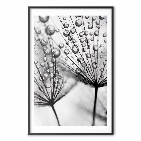 Poster - Macro Dew
