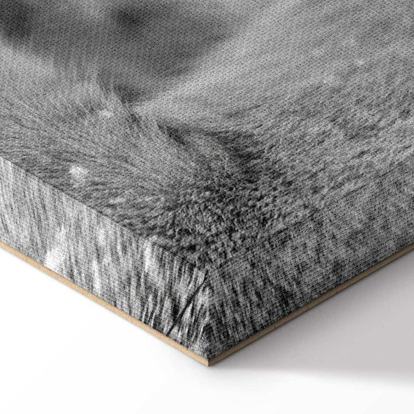 Quadro - Lion's Love