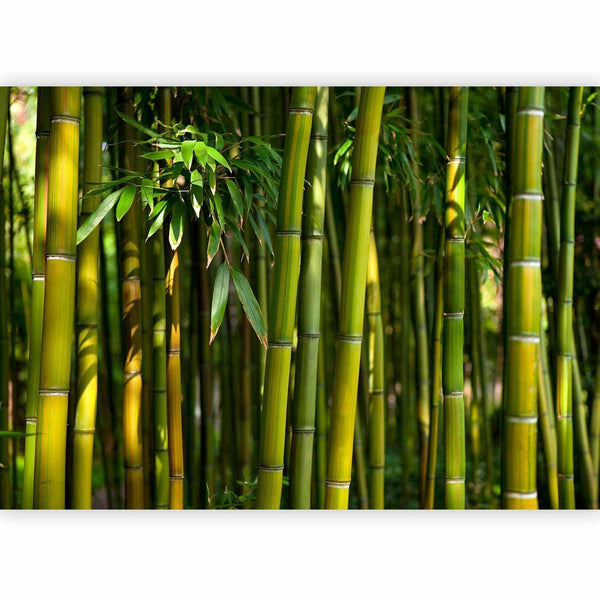 Carta da parati - Eucalyptus alley – bamboo grove in juicy green tone