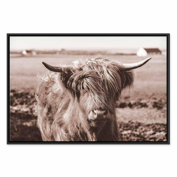 Quadro - A Scottish Cow in Sepia
