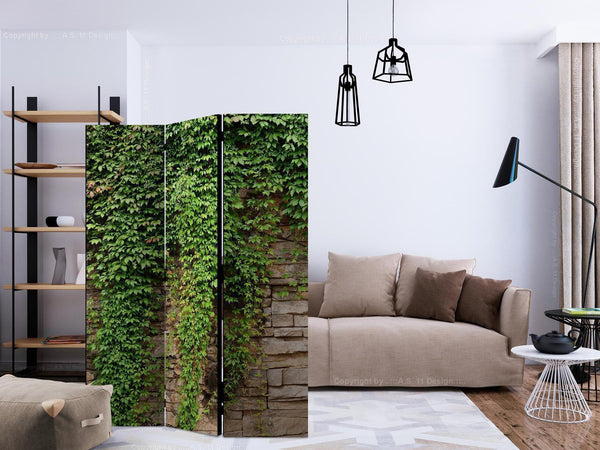 Paravento - Ivy wall