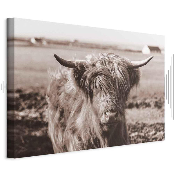 Quadro - A Scottish Cow in Sepia