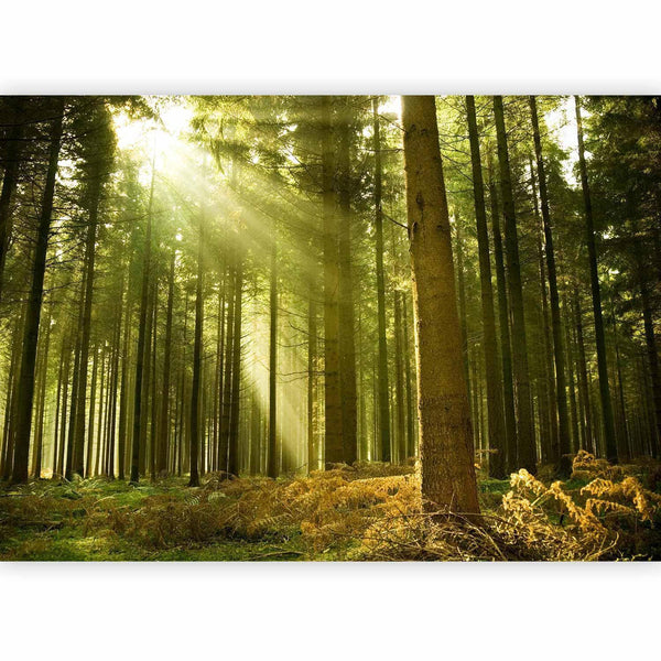 Carta da parati - Pine forest – dense woodland in morning sunlight