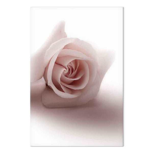 Quadro - Floral Glamour Glow (1-part) - Delicate and Pastel Pink Rose