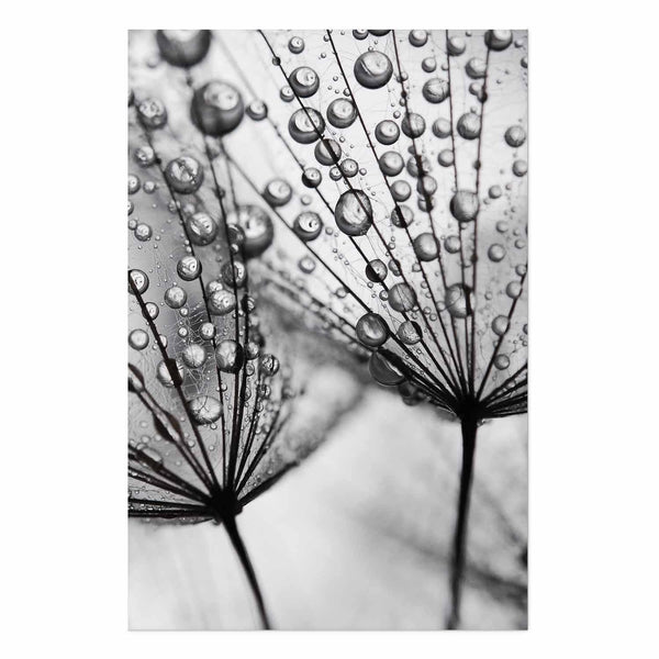 Poster - Macro Dew