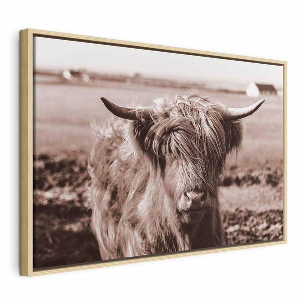 Quadro - A Scottish Cow in Sepia