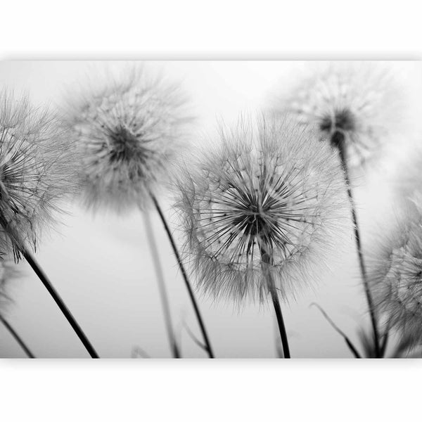 Carta da parati - Time for Dandelions - Second Variant