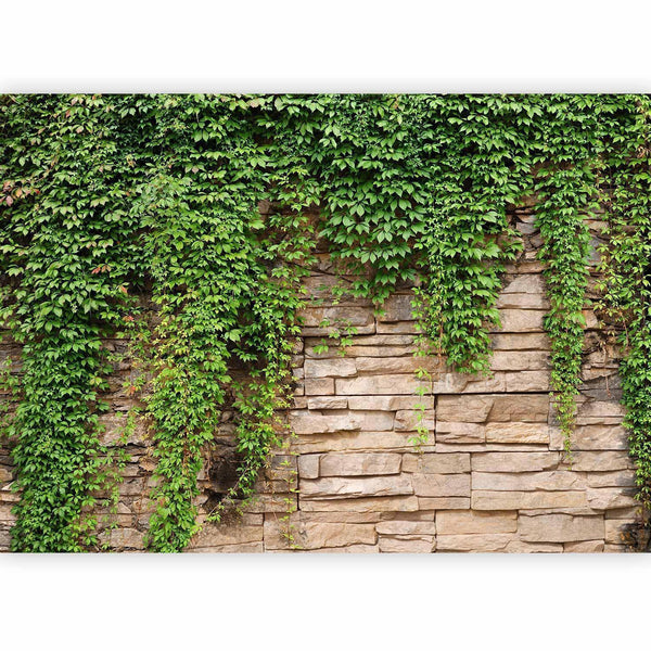 Carta da parati - Ivy wall