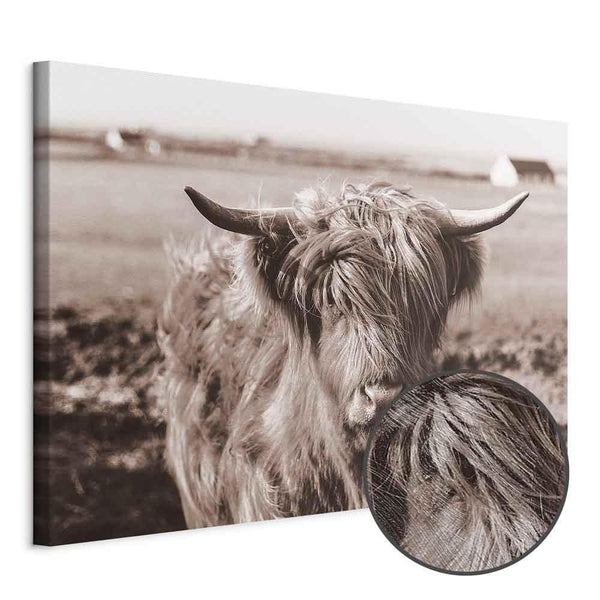 Quadro - A Scottish Cow in Sepia