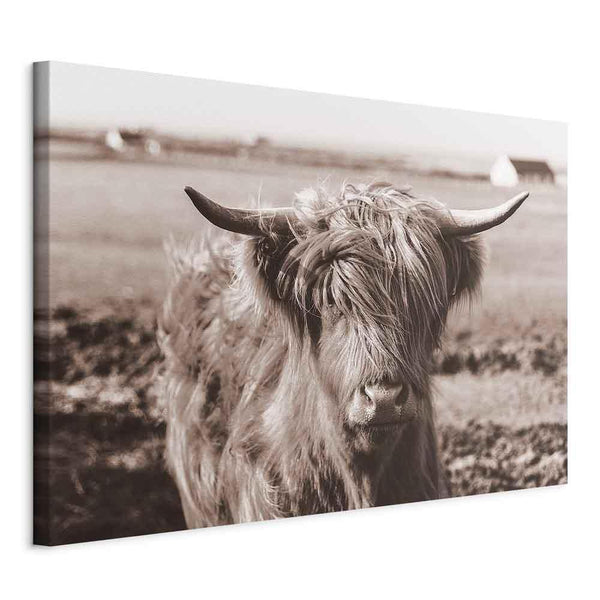 Quadro - A Scottish Cow in Sepia