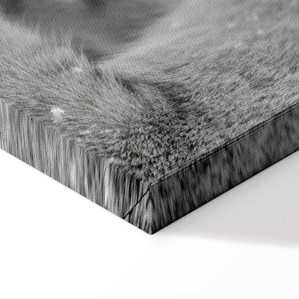 Quadro - Lion's Love