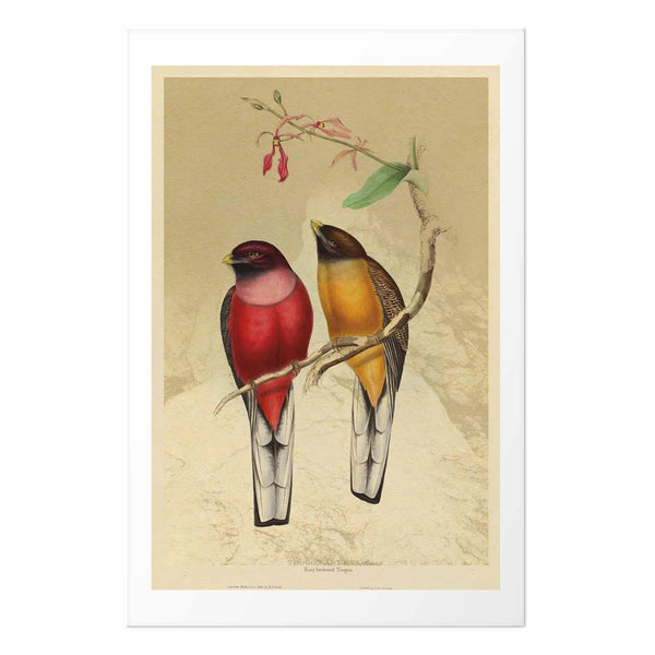 Poster - Birds on a Branch