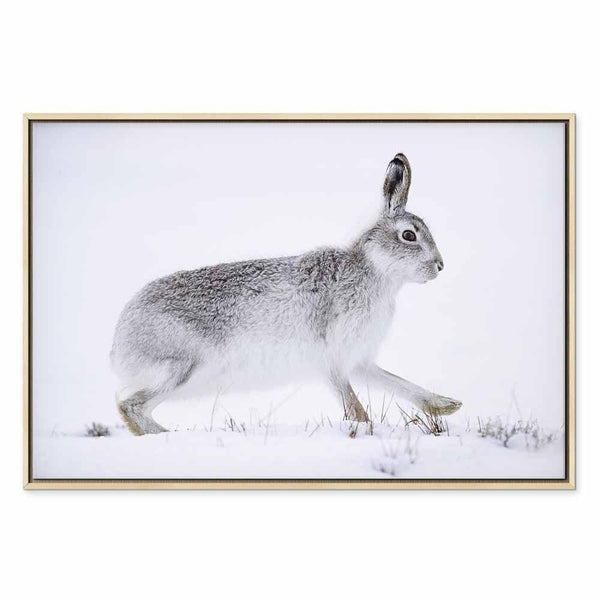 Quadro - Hare (1 Part) Wide