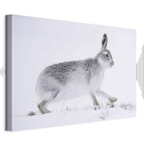 Quadro - Hare (1 Part) Wide