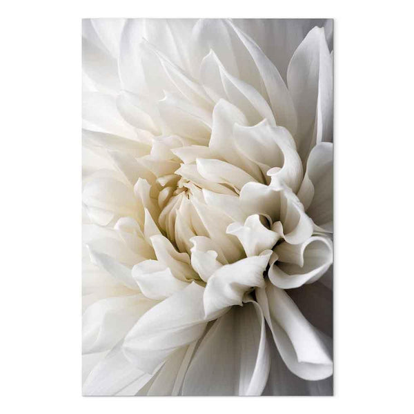 Quadro - White Dahlia