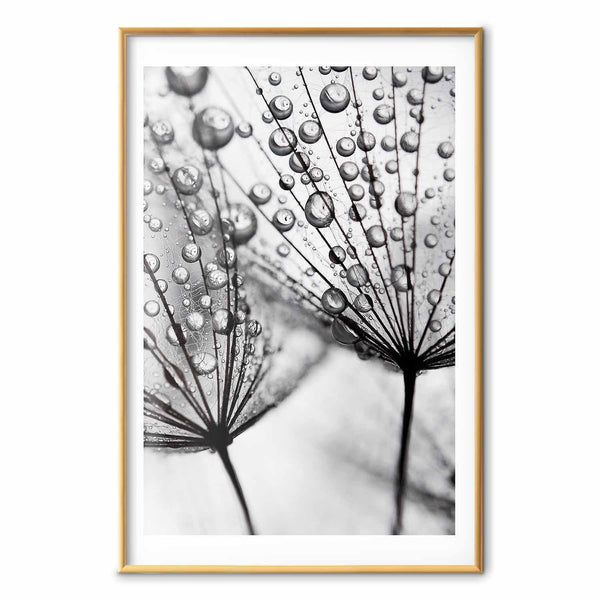 Poster - Macro Dew