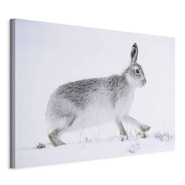 Quadro - Hare (1 Part) Wide