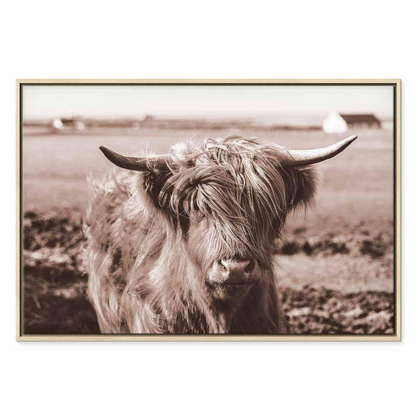 Quadro - A Scottish Cow in Sepia