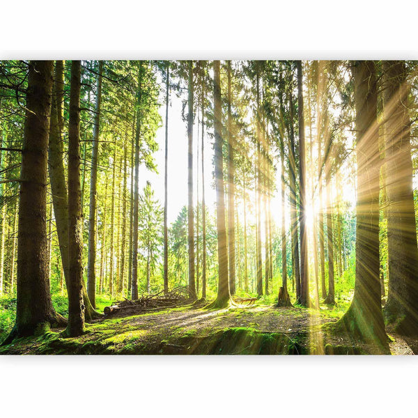 Carta da parati - Forest Tales