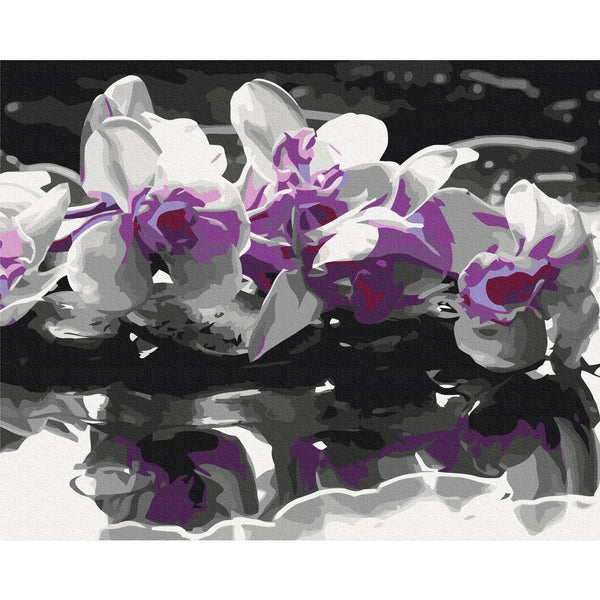 Quadro fai da te - Purple Orchid (Black Background & Reflection In The Water)