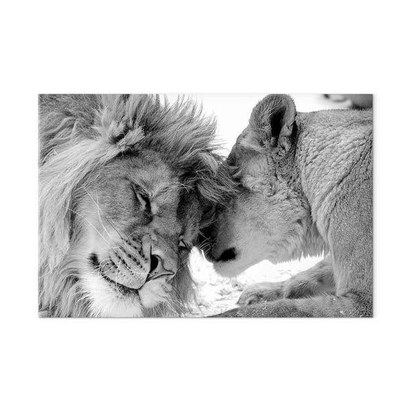 Quadro - Lion's Love