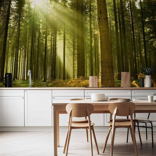 Carta da parati - Pine forest – dense woodland in morning sunlight