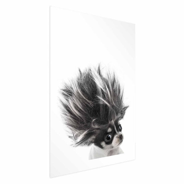 Poster - Chihuahua