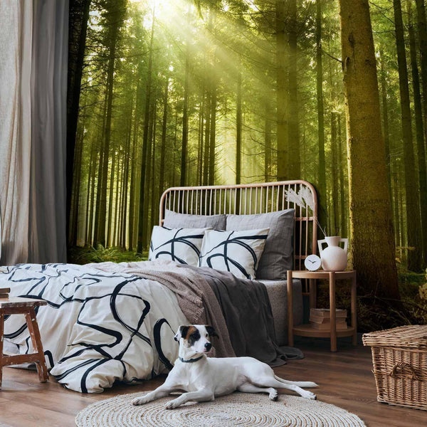 Carta da parati - Pine forest – dense woodland in morning sunlight
