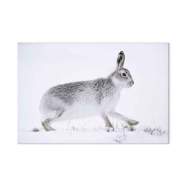 Quadro - Hare (1 Part) Wide