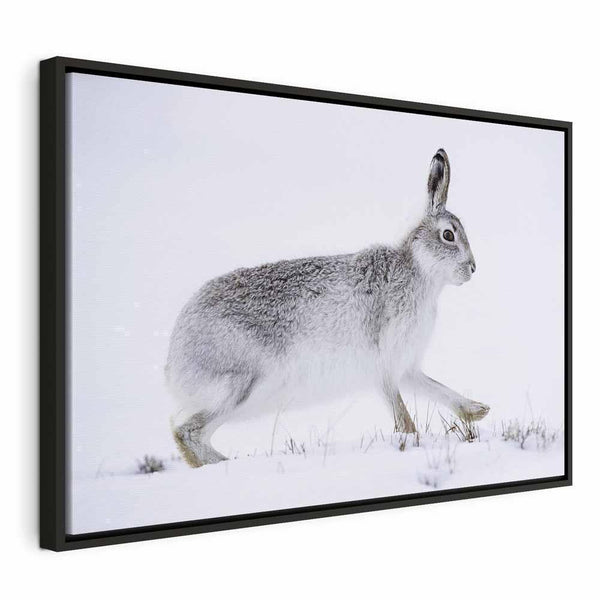 Quadro - Hare (1 Part) Wide
