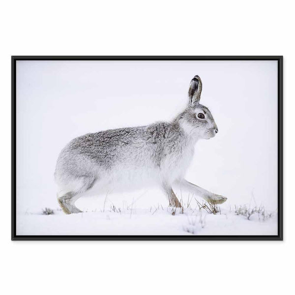 Quadro - Hare (1 Part) Wide