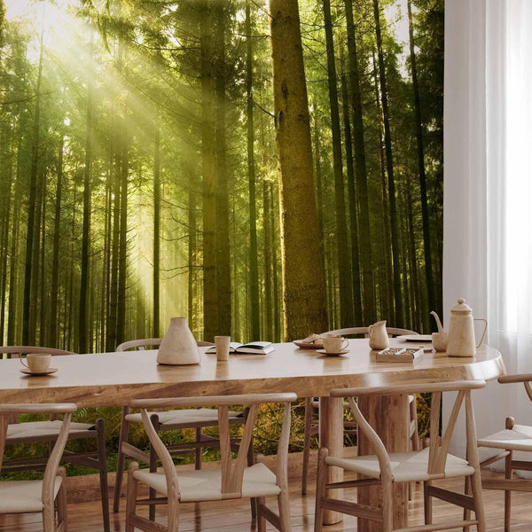 Carta da parati - Pine forest – dense woodland in morning sunlight