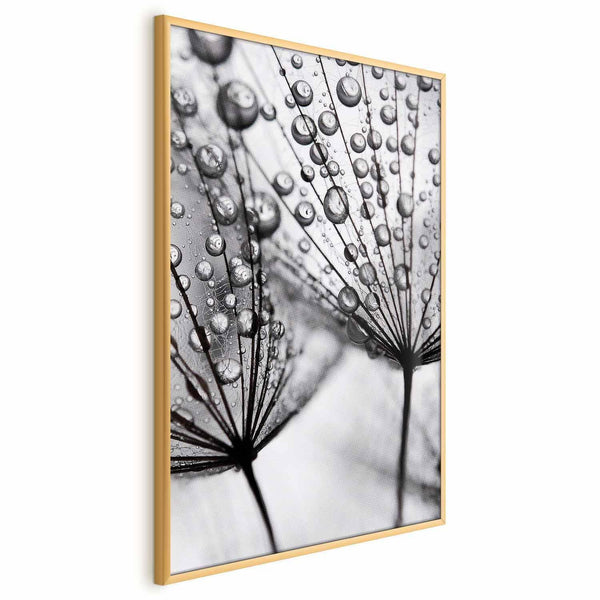 Poster - Macro Dew