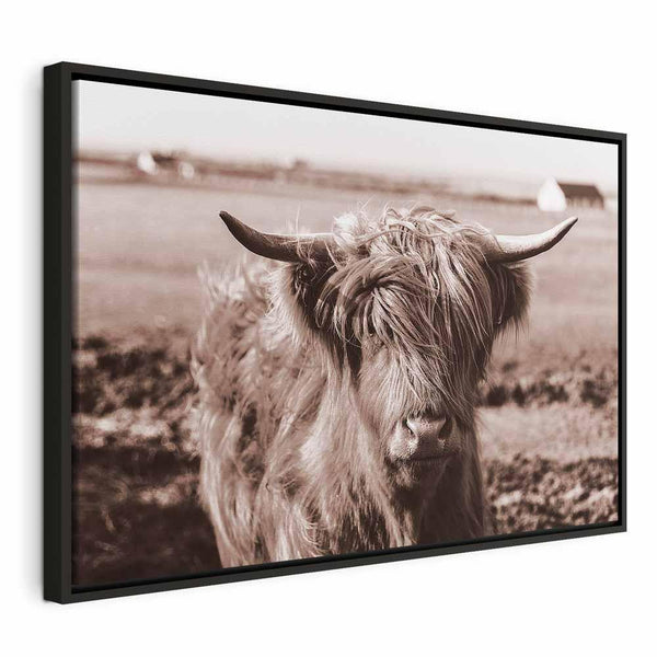 Quadro - A Scottish Cow in Sepia