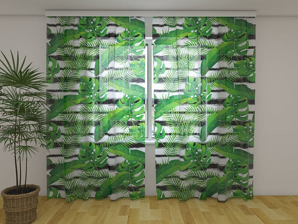 Foto Tende Piante Esotiche Tropicali