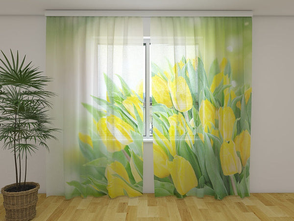 Foto Tende Vivaci Tulipani Gialli Primaverili
