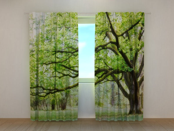 Foto Tende con Stampa Albero Verde