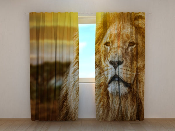 Foto Tende Leone nella Savana