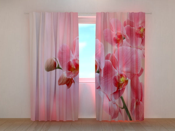 Foto Tende Orchidea Rosa