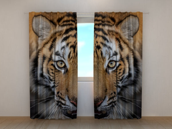 Foto Tende Tigre Siberiana