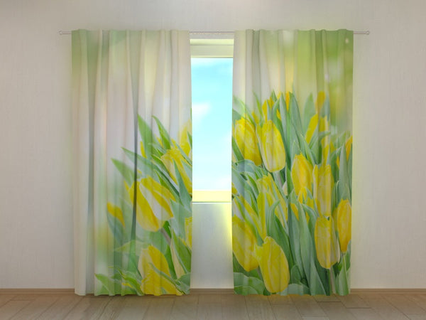 Foto Tende Vivaci Tulipani Gialli Primaverili