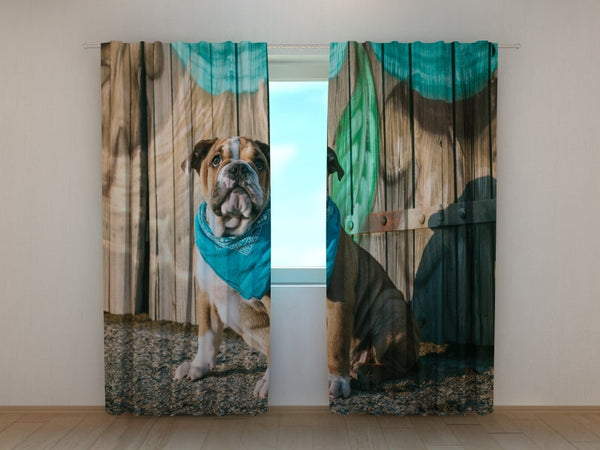 Foto Tende con Stampa Cucciolo di Bulldog Inglese Elegante