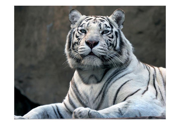 Carta da parati animali - Tigre bengala allo zoo