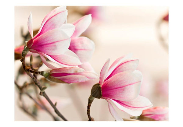 Carta da parati - Branch of magnolia tree