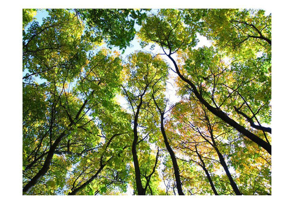 Carta da parati - Looking up at the trees