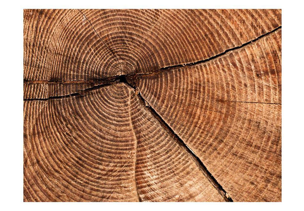 Carta da parati effetto legno - Sezione trasversale di un tronco
