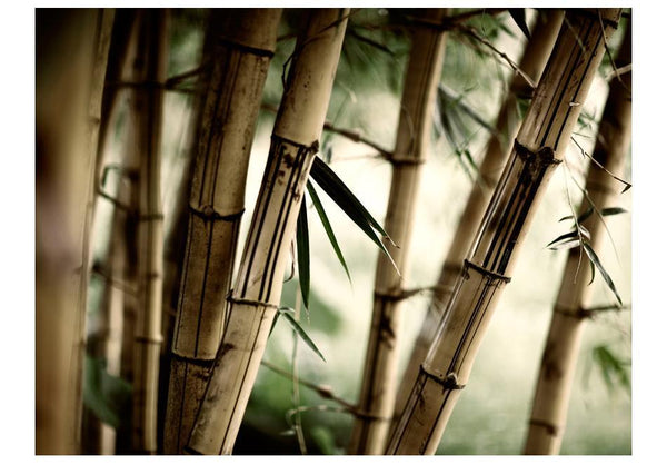 Carta da parati - Fog and bamboo forest